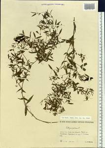 Lathyrus pratensis L., Siberia, Baikal & Transbaikal region (S4) (Russia)