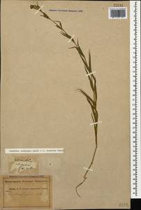 Dianthus caucaseus Sims, Caucasus, Abkhazia (K4a) (Abkhazia)