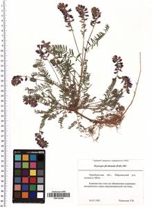 Oxytropis floribunda (Pall.) DC., Eastern Europe, Eastern region (E10) (Russia)
