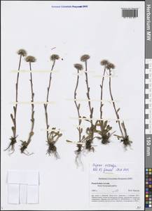 Erigeron eriocalyx (Ledeb.) F. Vierh., Siberia, Altai & Sayany Mountains (S2) (Russia)