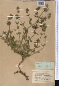 Dracocephalum diversifolium Rupr., Middle Asia, Western Tian Shan & Karatau (M3) (Kazakhstan)