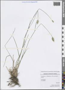 Agropyron cristatum (L.) Gaertn., Eastern Europe, Eastern region (E10) (Russia)