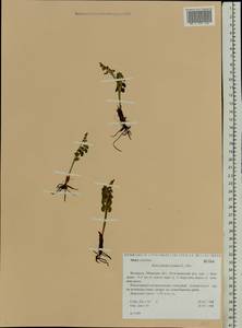 Botrychium lunaria (L.) Sw., Eastern Europe, Belarus (E3a) (Belarus)