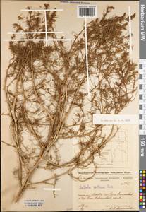 Salsola collina Pall., Eastern Europe, Eastern region (E10) (Russia)