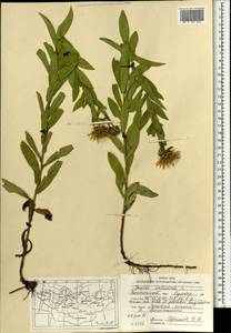 Pentanema salicinum (L.) D.Gut.Larr., Santos-Vicente, Anderb., E.Rico & M.M.Mart.Ort., Mongolia (MONG) (Mongolia)