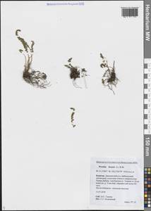 Woodsia ilvensis (L.) R.Br., Siberia, Baikal & Transbaikal region (S4) (Russia)
