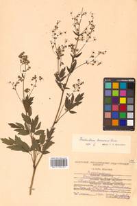 Thalictrum minus subsp. elatum (Jacq.) Stoj. & Stef., Siberia, Russian Far East (S6) (Russia)