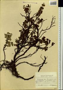 Betula glandulosa Michx., Siberia, Chukotka & Kamchatka (S7) (Russia)