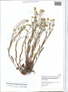 Pseudoarabidopsis toxophylla (M.Bieb.) Al-Shehbaz, O'Kane & R.A. Price, Middle Asia, Caspian Ustyurt & Northern Aralia (M8) (Kazakhstan)