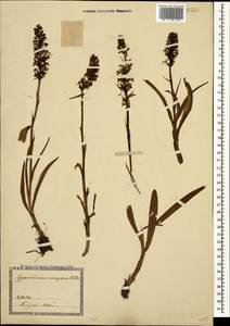 Gymnadenia conopsea (L.) R.Br., Caucasus, Georgia (K4) (Georgia)