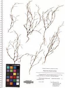 Polygonum salsugineum M. Bieb., Eastern Europe, Middle Volga region (E8) (Russia)