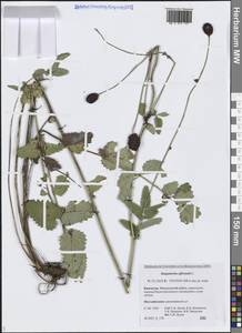 Sanguisorba officinalis L., Siberia, Chukotka & Kamchatka (S7) (Russia)