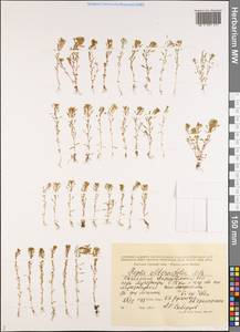 Lythrum volgense D. A. Webb, Middle Asia, Caspian Ustyurt & Northern Aralia (M8) (Kazakhstan)