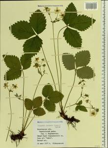 Fragaria moschata Duchesne, Eastern Europe, Northern region (E1) (Russia)