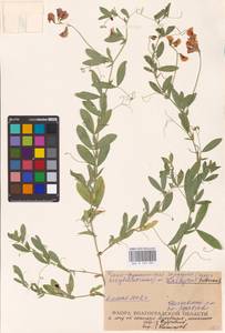 Lathyrus tuberosus L., Eastern Europe, Lower Volga region (E9) (Russia)