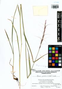 Elymus gmelinii (Trin.) Tzvelev, Siberia, Baikal & Transbaikal region (S4) (Russia)