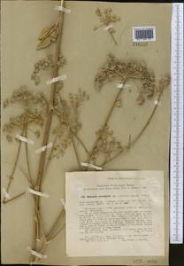 Mediasia macrophylla (Regel & Schmalh.) Pimenov, Middle Asia, Western Tian Shan & Karatau (M3) (Uzbekistan)