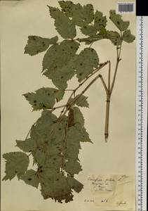 Actaea cimicifuga L., Siberia, Baikal & Transbaikal region (S4) (Russia)