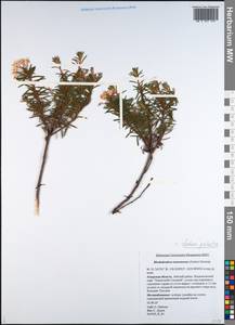 Rhododendron tomentosum (Stokes) Harmaja, Siberia, Russian Far East (S6) (Russia)