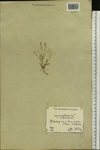 Descurainia sophia (L.) Webb ex Prantl, Eastern Europe, North Ukrainian region (E11) (Ukraine)