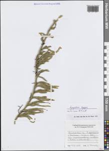 Lycopodium lagopus (Laest. ex C.Hartm.) Zinserl. ex Kuzen., Siberia, Baikal & Transbaikal region (S4) (Russia)