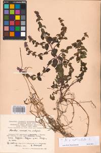 MHA 0 158 195, Mentha × verticillata L., Eastern Europe, Lithuania (E2a) (Lithuania)