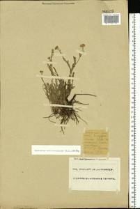 Tanacetum achilleifolium (M. Bieb.) Sch. Bip., Eastern Europe, Eastern region (E10) (Russia)