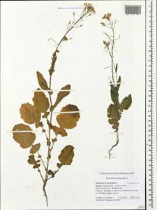 Brassica rapa subsp. sylvestris (L.) Janch., Crimea (KRYM) (Russia)