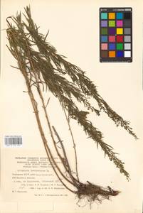 Artemisia dracunculus L., Eastern Europe, Eastern region (E10) (Russia)