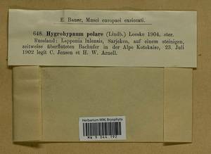 Hygrohypnella polaris (Lindb.) Ignatov & Ignatova, Bryophytes, Bryophytes - Karelia, Leningrad & Murmansk Oblasts (B4) (Russia)