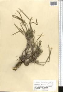Parrya fruticulosa Regel & Schmalh., Middle Asia, Pamir & Pamiro-Alai (M2) (Uzbekistan)