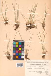 Trichophorum cespitosum (L.) Hartm., Siberia, Chukotka & Kamchatka (S7) (Russia)