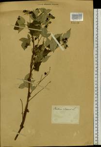 Rubus sachalinensis H. Lév., Siberia (no precise locality) (S0) (Russia)