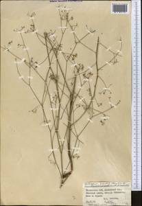 Galagania gracilis (Kamelin & Pimenov) Kamelin & Pimenov, Middle Asia, Pamir & Pamiro-Alai (M2) (Tajikistan)