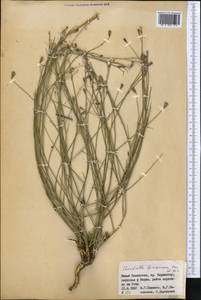 Chondrilla leiosperma Kar. & Kir., Middle Asia, Western Tian Shan & Karatau (M3) (Kazakhstan)