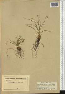 Carex ornithopoda Willd., Western Europe (EUR) (Germany)