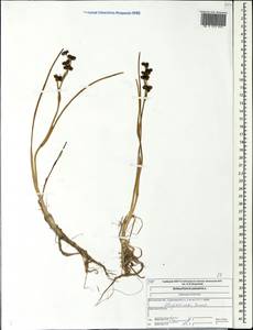 Scheuchzeria palustris L., Eastern Europe, Central forest region (E5) (Russia)