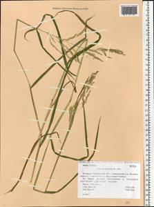 Leersia oryzoides (L.) Sw., Eastern Europe, Belarus (E3a) (Belarus)