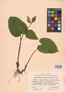 Symphytum cordatum Waldst. & Kit., Eastern Europe, West Ukrainian region (E13) (Ukraine)