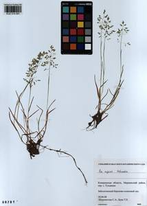 Poa supina Schrad., Siberia, Altai & Sayany Mountains (S2) (Russia)