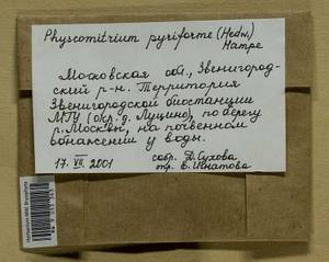 Physcomitrium pyriforme (Hedw.) Brid., Bryophytes, Bryophytes - Moscow City & Moscow Oblast (B6a) (Russia)