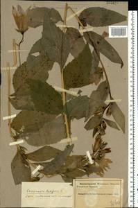 Campanula latifolia L., Eastern Europe, Northern region (E1) (Russia)