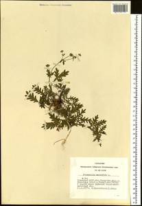 Potentilla multifida L., Siberia, Altai & Sayany Mountains (S2) (Russia)