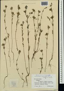 Helianthemum ledifolium subsp. lasiocarpum (Jacques & Herincq) Nyman, Crimea (KRYM) (Russia)