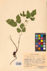 Rubus saxatilis L., Siberia, Russian Far East (S6) (Russia)