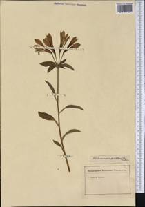 Alstroemeria psittacina Lehm., America (AMER) (Not classified)