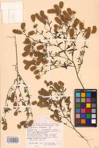 Trifolium arvense L., Eastern Europe, Central forest-and-steppe region (E6) (Russia)