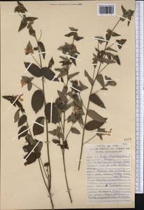 Sida rhombifolia, America (AMER) (Peru)