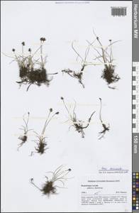 Carex duriuscula C.A.Mey., Siberia, Altai & Sayany Mountains (S2) (Russia)