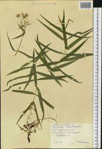 Rabelera holostea (L.) M. T. Sharples & E. A. Tripp, Eastern Europe, South Ukrainian region (E12) (Ukraine)